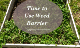 Time to Use Weed Barrier